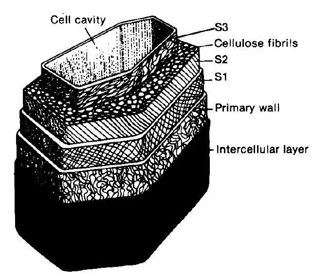 cross section of a wood cell